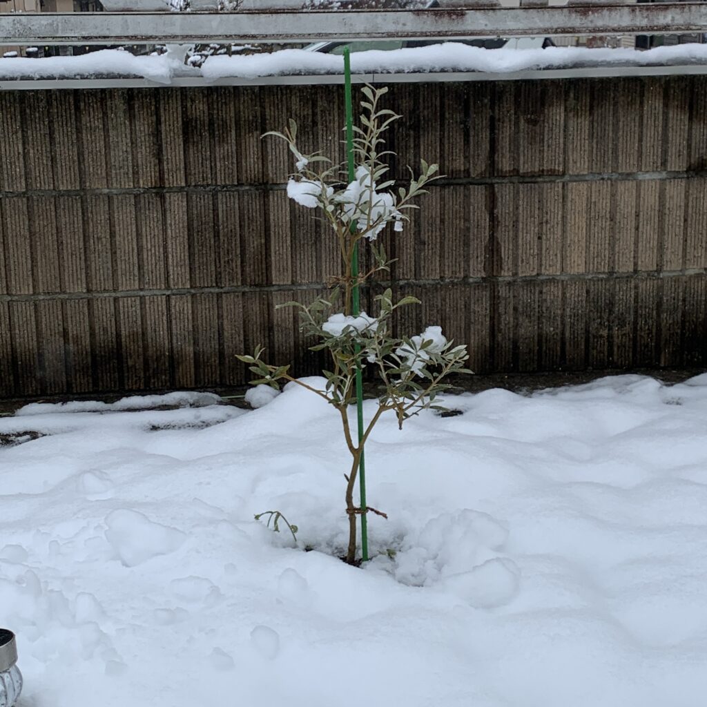 オリーブ「セントキャサリン」2025.3.5