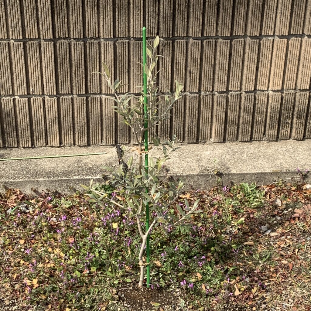 オリーブ「セントキャサリン」2025.3.8